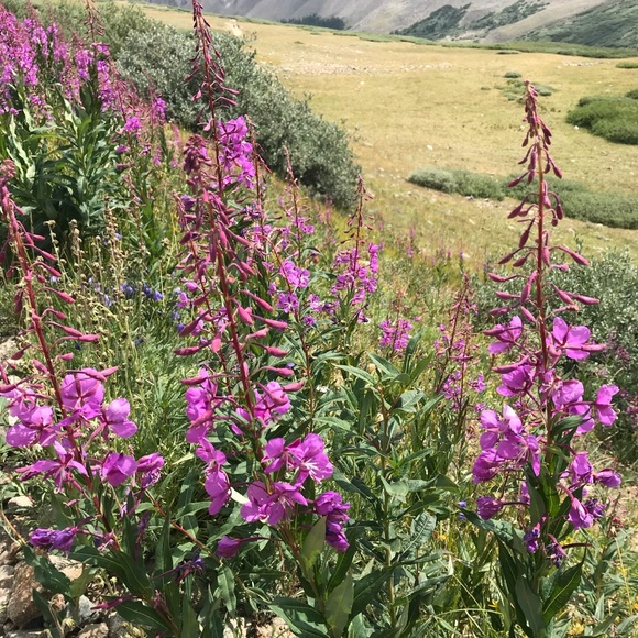 Meet your Posher, Hally - Picture 1 of 1